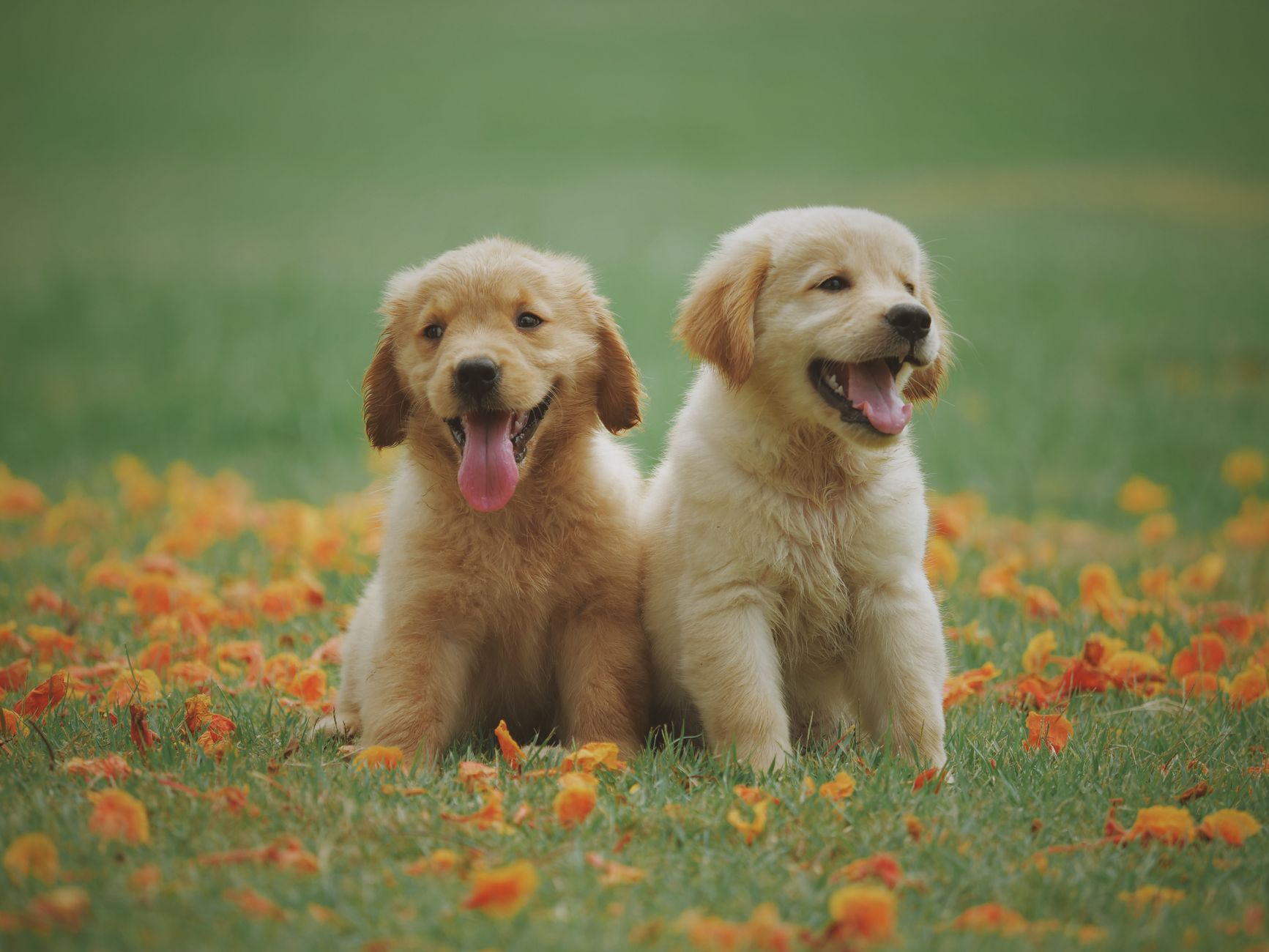 Dog Bite Laws in California: Strict Liability and What Victims Should Know